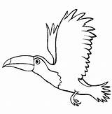 Toucan Drawing Toucanet Emerald Parakeet Designlooter sketch template