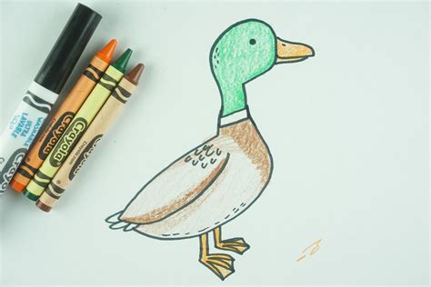 draw  duck