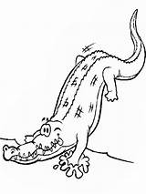Alligator Cartoon Cliparts Coloring Pages Printable Kids sketch template