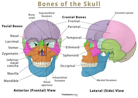 skull names  bones   head  anatomy labeled diagram