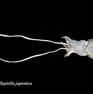 Afbeeldingsresultaten voor Sepiella japonica Klasse. Grootte: 182 x 185. Bron: catalog.digitalarchives.tw