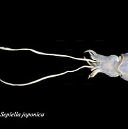 Afbeeldingsresultaten voor Sepiella japonica Stam. Grootte: 184 x 185. Bron: catalog.digitalarchives.tw