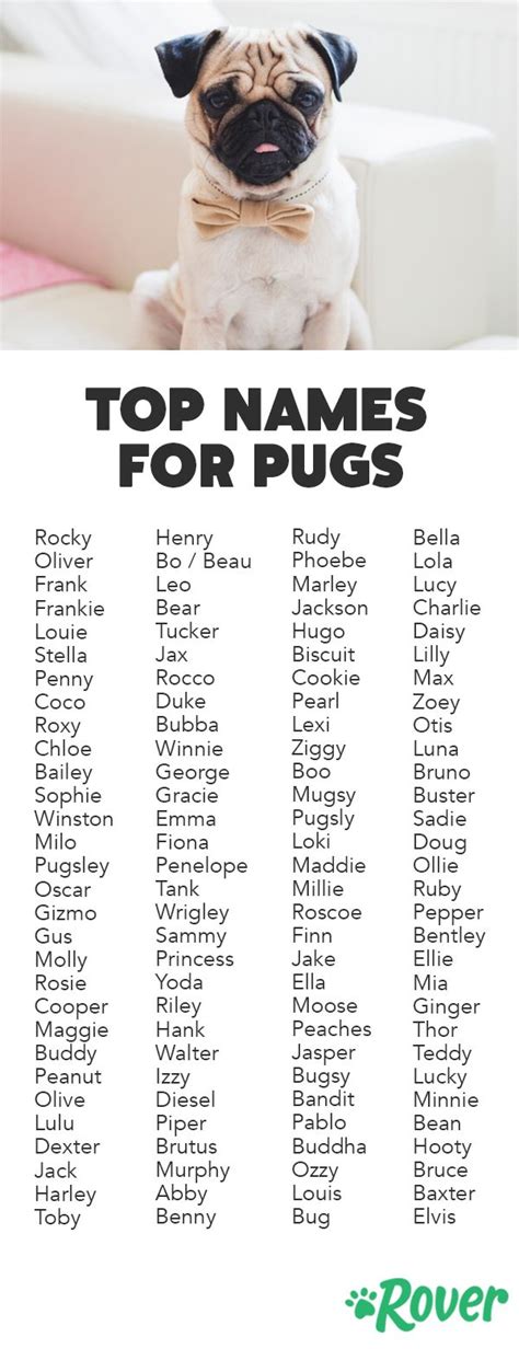 popular pug names pug puppies baby pugs pet names  dogs