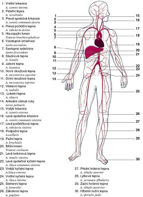 kardiovaskularni system systema cardiovasculare zaklady anatomie