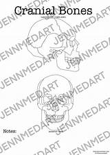 Cranial sketch template
