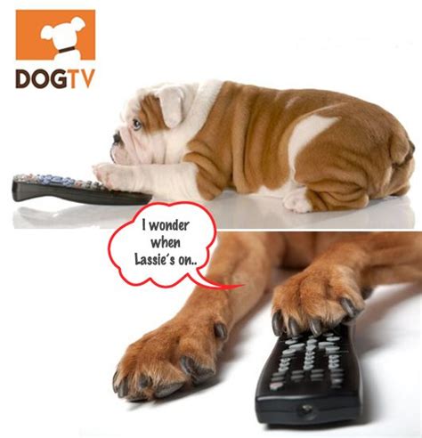 whats   tv channel   dogs missmalini