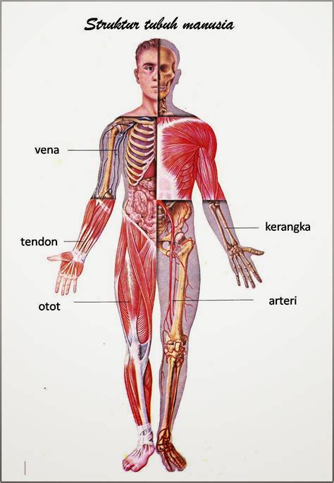 gambar anatomi  organ tubuh manusia terlengkap freewaremini