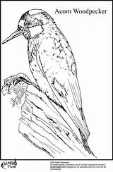Woodpecker Coloring Pages sketch template