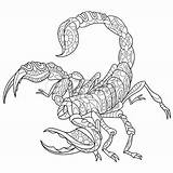 Scorpion Drawing Ornate Getdrawings Realistic sketch template