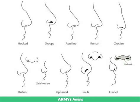 nose shapes nose shapes nose drawing nose types