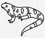 Salamandra Salamander Coloring Mole Amphibian Pngfind Amphibians Kindpng sketch template
