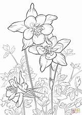 Columbine Flower Mountains Supercoloring Meadow Pobarvanke sketch template