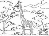 Giraffa Colorare Scarica sketch template