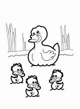 Coloring Pages Ducks Duck Printable Kids 2480 June Posted Size sketch template