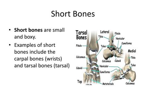 bone structure  skeletal system powerpoint