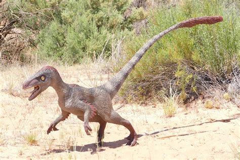 raptor dinosaur fossileracom