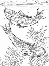 Pond Coloring Pages Fish Koi Japanese Outline Getcolorings Printable Getdrawings Drawing Realistic sketch template