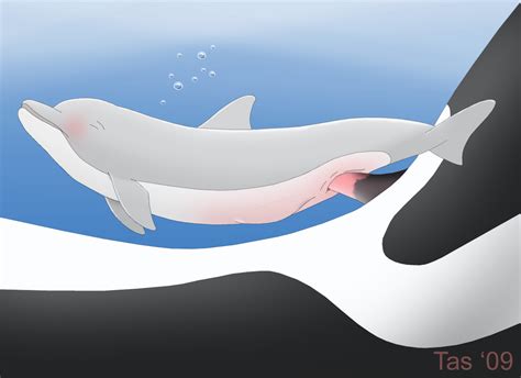 Rule 34 2009 Blush Cetacean Dolphin Female Feral Male Marine Orca