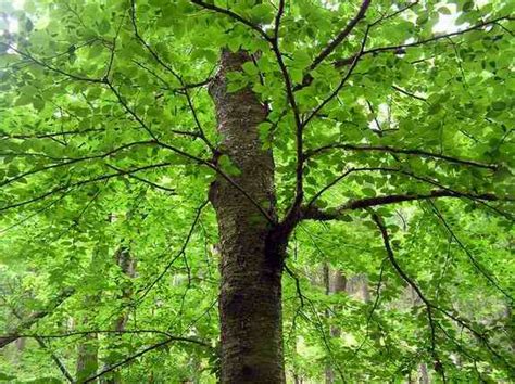 herb hound birch