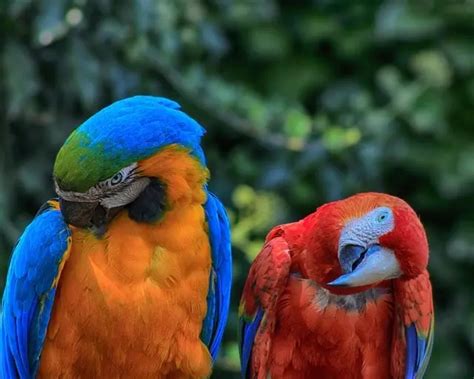 why do parrots tilt their heads 7 reasons