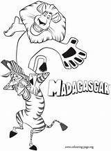 Madagascar Coloring Pages Alex Marty Printable Zebra Colouring Lion Kids Fun Having Cartoon Print Animals Shoulders Related Characters Kid Color sketch template