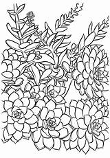 Succulent Coloring Printable Pages Drawing Adult Color Plants Colouring Print Visit Cards Getdrawings sketch template