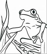 Frog Coloring Pages Realistic Getcolorings sketch template