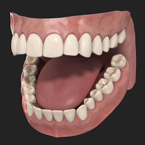photo human teeth adult model tongue   jooinn