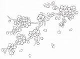 Blossom Cherry Drawing Branch Outline Getdrawings sketch template