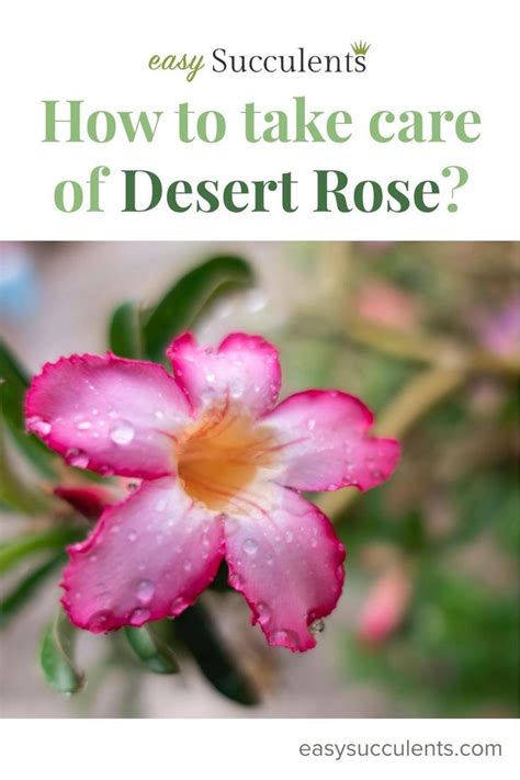 How To Take Care Of Desert Rose Everything You Need To Know – Artofit