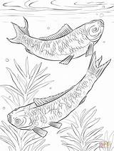 Coloring Koi Pages Carp Fish Fishes Realistic Japanese Drawing Printable Fighting Designlooter Drawings 62kb Popular sketch template