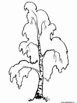 Birch Tree Drawing Coloring Getdrawings sketch template
