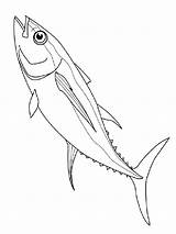 Coloring Pages Herring Fish Color Kids Recommended sketch template