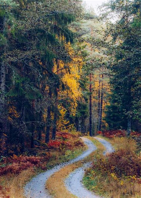 🇸🇪 forest road in autumn 🍂 sweden by wilda kristiansson