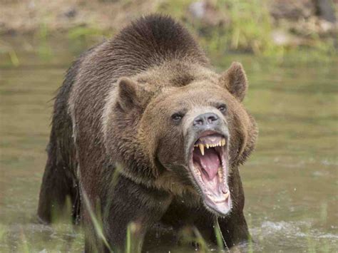 alaska grizzly bear kills hunter  attack  national park report