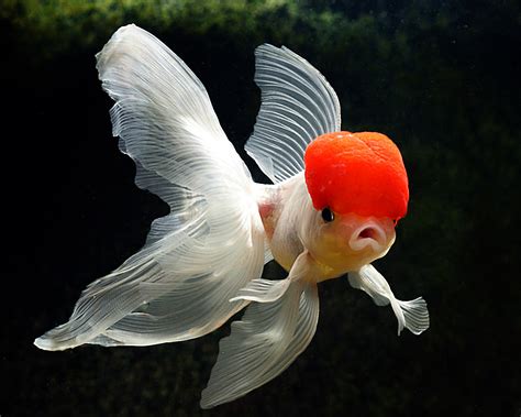 fancy goldfish life  sea