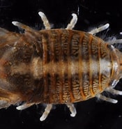 Afbeeldingsresultaten voor "thyropus Sphaeroma". Grootte: 175 x 185. Bron: alchetron.com