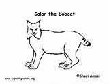Bobcat Coloring Pages Printing Bobcats Desert sketch template