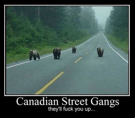 ﻿canadian street gangs they ll fuck you up canada bear funny pictures gang funny