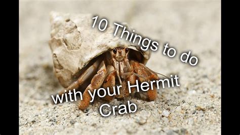 hermit crabs youtube