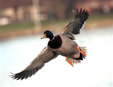 male mallard duck  flight