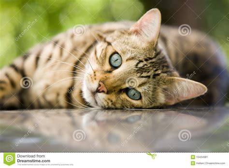 bengal katt fotografering för bildbyråer bild 10434981
