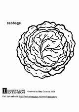 Cabbage Coloring Drawing Color Pages Getdrawings Getcolorings Edupics Large sketch template