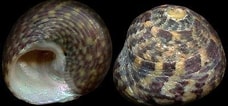 Afbeeldingsresultaten voor "gibbula Pennanti". Grootte: 228 x 106. Bron: alchetron.com