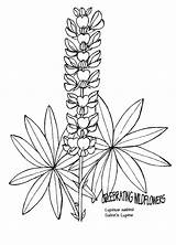 Lupine Drawing Coloring Lomatium Found Wild Blue Drawings Getdrawings 851px 47kb sketch template