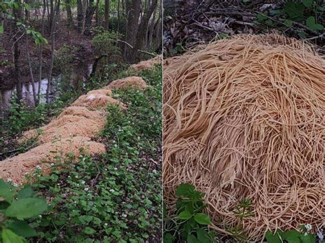 15 wheelbarrows loads of pasta were mysteriously dumped in a new