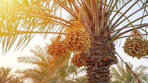 guide  growing date palm trees outdoors icestech