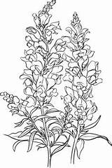 Snapdragon Delphinium Antirrhinum Majus Supercoloring Leone Bocca Designlooter Inheritance Disegno Fiore Lupine Snapdragons sketch template