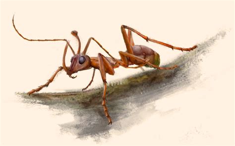 ‘unicorn ant with oversized jaws found in burmese amber