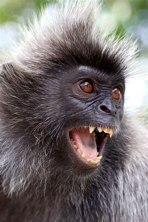 angry monkey stock image image  macaca asia long